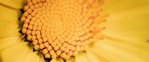 Preview wallpaper flower, yellow, macro, pollen, blur