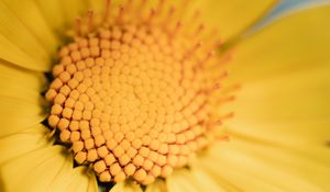 Preview wallpaper flower, yellow, macro, pollen, blur