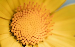 Preview wallpaper flower, yellow, macro, pollen, blur