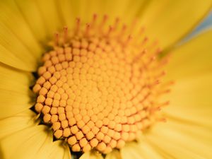 Preview wallpaper flower, yellow, macro, pollen, blur