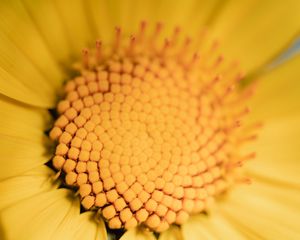 Preview wallpaper flower, yellow, macro, pollen, blur