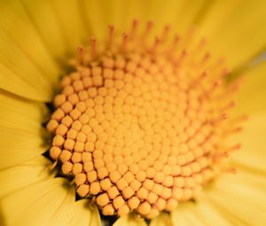 Preview wallpaper flower, yellow, macro, pollen, blur