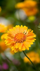 Preview wallpaper flower, yellow, macro, blur, flowerbed