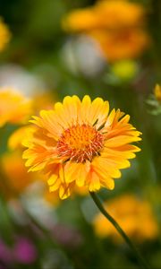 Preview wallpaper flower, yellow, macro, blur, flowerbed