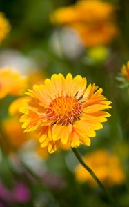 Preview wallpaper flower, yellow, macro, blur, flowerbed