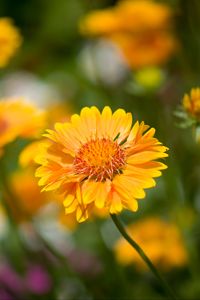 Preview wallpaper flower, yellow, macro, blur, flowerbed