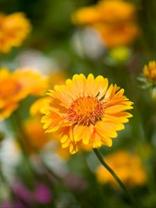 Preview wallpaper flower, yellow, macro, blur, flowerbed