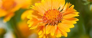 Preview wallpaper flower, yellow, macro, blur, flowerbed