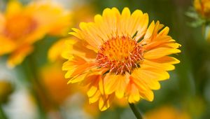 Preview wallpaper flower, yellow, macro, blur, flowerbed