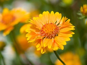 Preview wallpaper flower, yellow, macro, blur, flowerbed