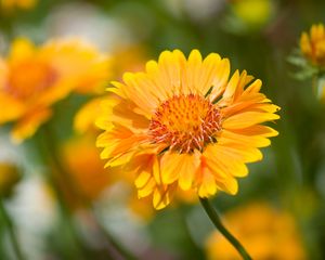 Preview wallpaper flower, yellow, macro, blur, flowerbed