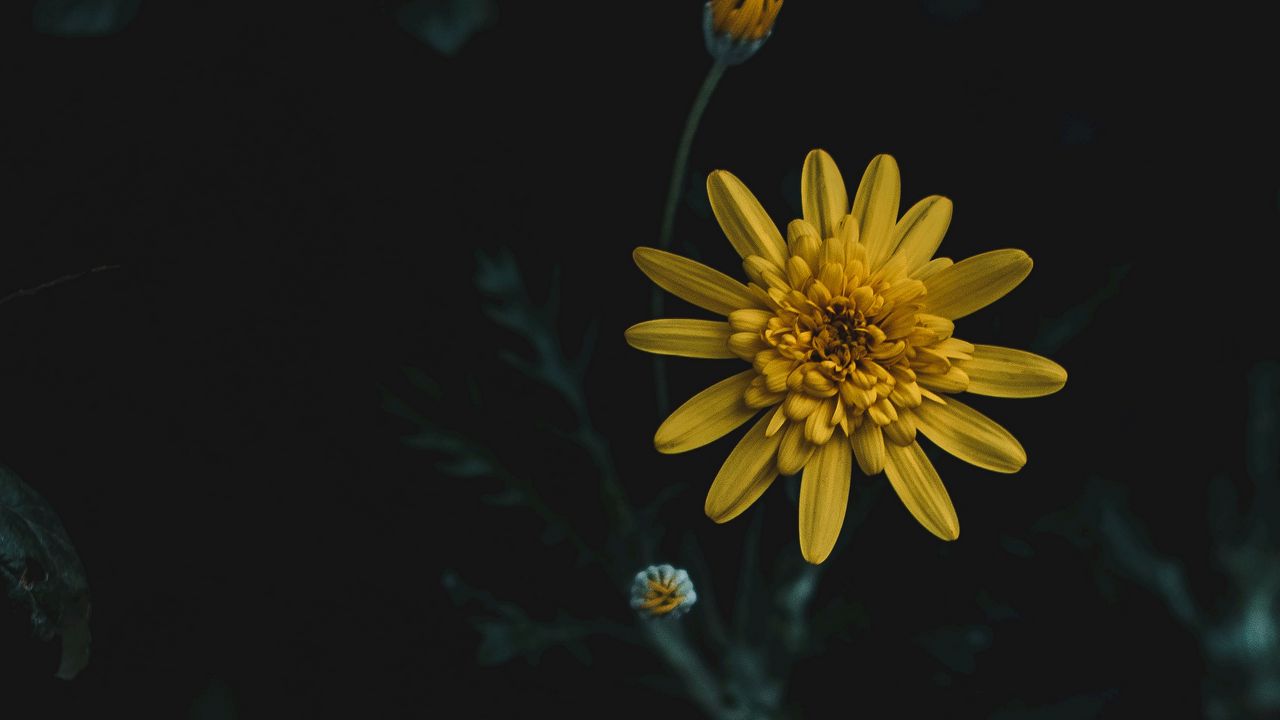 Wallpaper flower, yellow, macro, blur