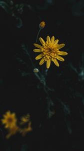 Preview wallpaper flower, yellow, macro, blur
