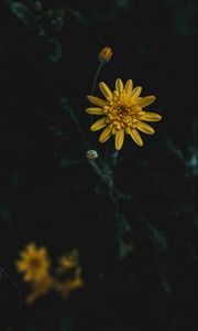 Preview wallpaper flower, yellow, macro, blur