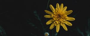 Preview wallpaper flower, yellow, macro, blur