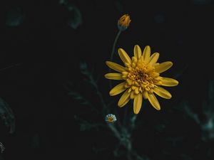 Preview wallpaper flower, yellow, macro, blur