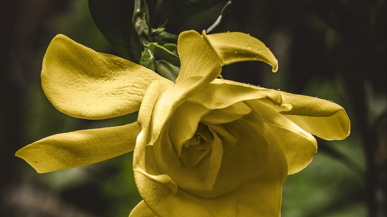 Wallpaper flower, yellow, macro, petals, bud