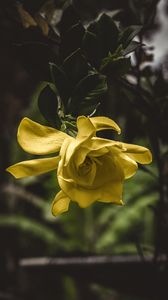 Preview wallpaper flower, yellow, macro, petals, bud