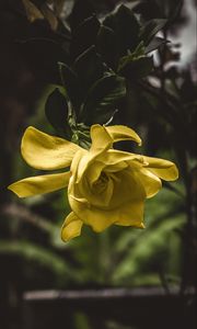 Preview wallpaper flower, yellow, macro, petals, bud