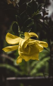 Preview wallpaper flower, yellow, macro, petals, bud