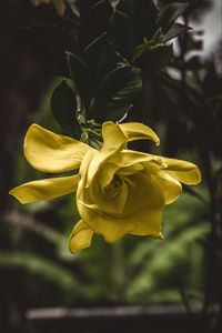 Preview wallpaper flower, yellow, macro, petals, bud