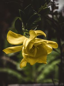 Preview wallpaper flower, yellow, macro, petals, bud