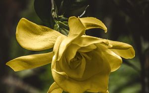 Preview wallpaper flower, yellow, macro, petals, bud