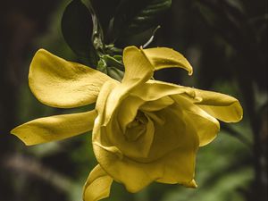 Preview wallpaper flower, yellow, macro, petals, bud