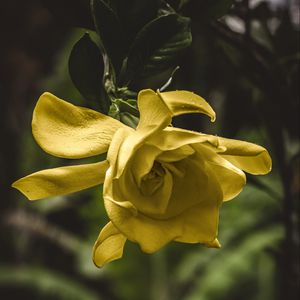 Preview wallpaper flower, yellow, macro, petals, bud