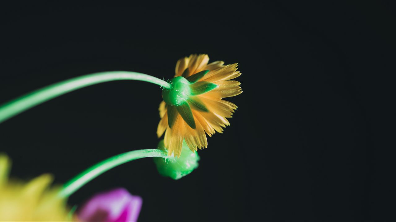 Wallpaper flower, yellow, macro, bloom, stem, petals