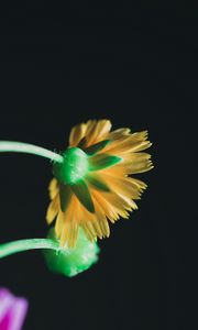 Preview wallpaper flower, yellow, macro, bloom, stem, petals