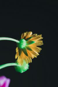 Preview wallpaper flower, yellow, macro, bloom, stem, petals