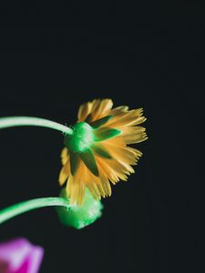 Preview wallpaper flower, yellow, macro, bloom, stem, petals