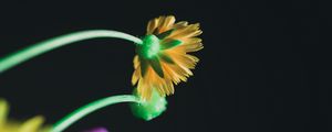 Preview wallpaper flower, yellow, macro, bloom, stem, petals