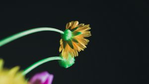 Preview wallpaper flower, yellow, macro, bloom, stem, petals