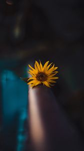 Preview wallpaper flower, yellow, macro, focus, blur