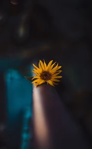 Preview wallpaper flower, yellow, macro, focus, blur