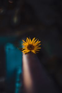 Preview wallpaper flower, yellow, macro, focus, blur