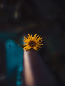 Preview wallpaper flower, yellow, macro, focus, blur