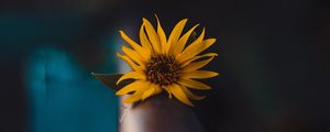 Preview wallpaper flower, yellow, macro, focus, blur