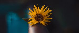 Preview wallpaper flower, yellow, macro, focus, blur