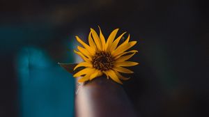 Preview wallpaper flower, yellow, macro, focus, blur