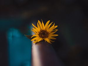Preview wallpaper flower, yellow, macro, focus, blur
