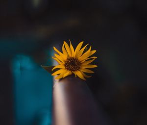 Preview wallpaper flower, yellow, macro, focus, blur