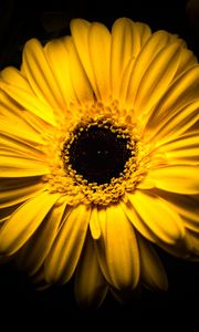 Preview wallpaper flower, yellow, macro, closeup, bloom