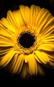 Preview wallpaper flower, yellow, macro, closeup, bloom