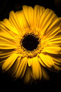 Preview wallpaper flower, yellow, macro, closeup, bloom