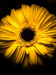 Preview wallpaper flower, yellow, macro, closeup, bloom