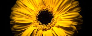 Preview wallpaper flower, yellow, macro, closeup, bloom