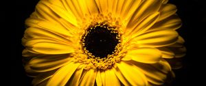 Preview wallpaper flower, yellow, macro, closeup, bloom